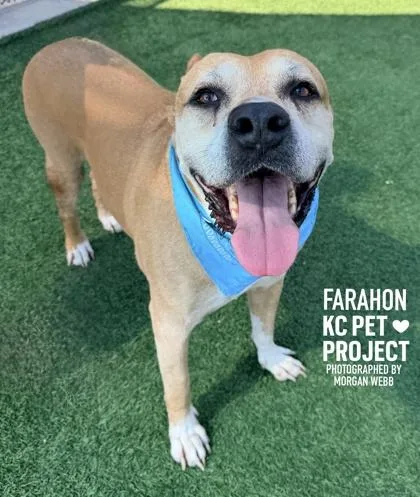 A senior extra large-sized male Yellow / Tan / Blond / Fawn Pit Bull Terrier dog named Farahon for adoption in Kansas City, MO