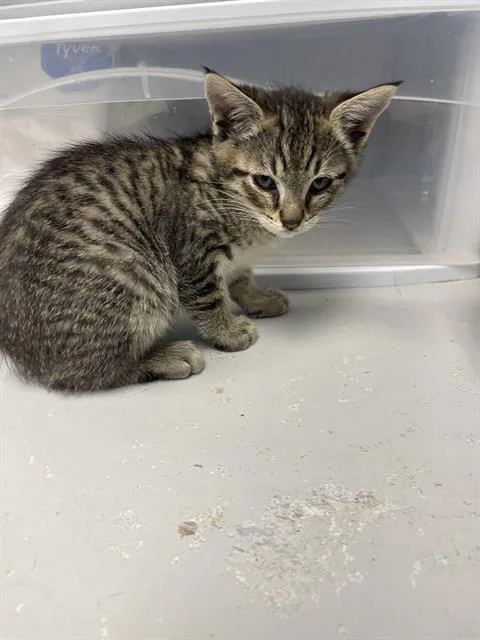 A baby small-sized male Domestic Short Hair cat named Coby for adoption in Santa Cruz, CA
