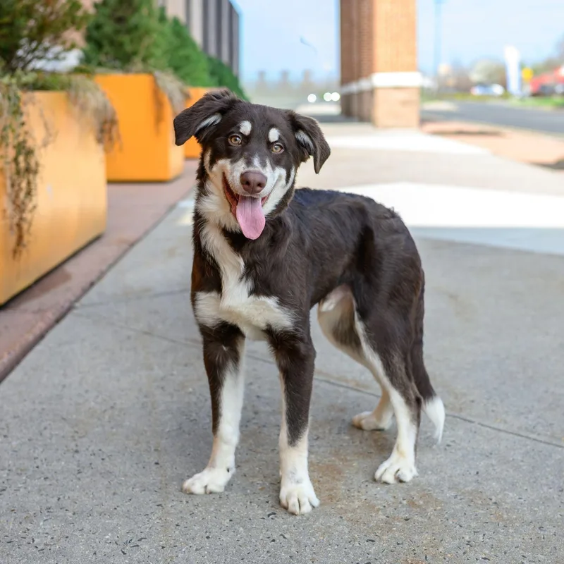 A young medium-sized male Husky dog named Max for adoption in Hamilton, NJ