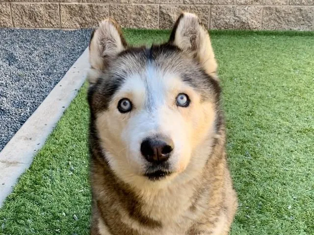 A senior large-sized female Gray / Blue / Silver Siberian Husky dog named SAVE ME PLEASE Kiara for adoption in San Marcos, CA