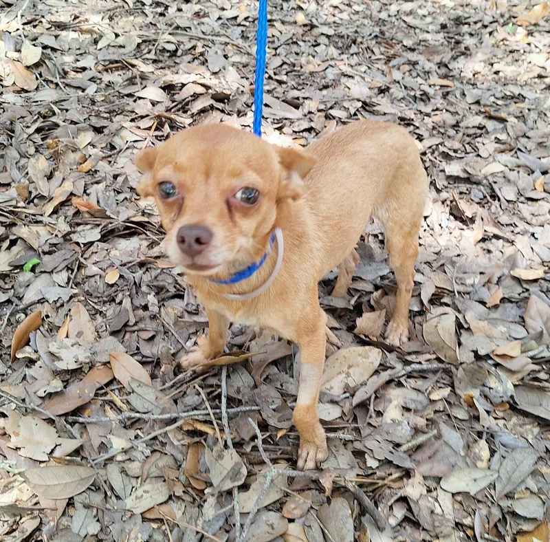 An adult small-sized male Yellow / Tan / Blond / Fawn Chihuahua dog named Azizo ORThw for adoption in Missouri City, TX