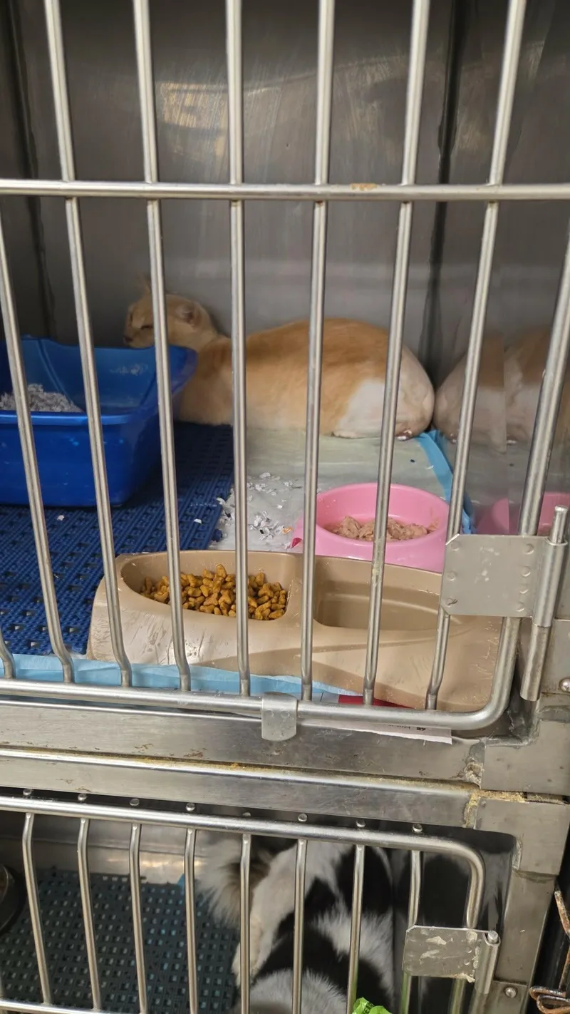 An adult medium-sized male Domestic Short Hair cat named Rusty for adoption in Franklin, MA