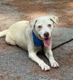 An adult medium-sized male Apricot / Beige Labrador Retriever dog named Levi for adoption in Sumter, SC