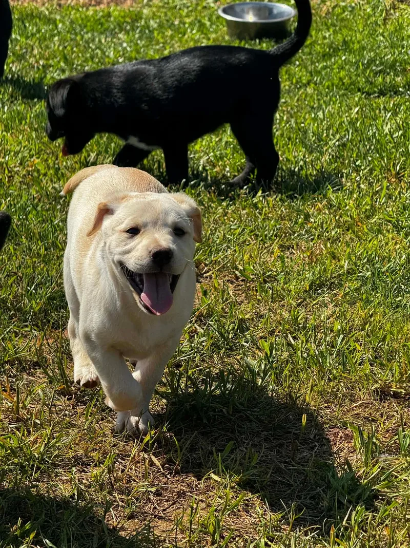 A baby medium-sized female Yellow / Tan / Blond / Fawn Mixed Breed dog named Cera for adoption in Douglas, MA