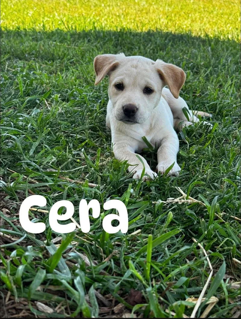 Cera thumbnail 3