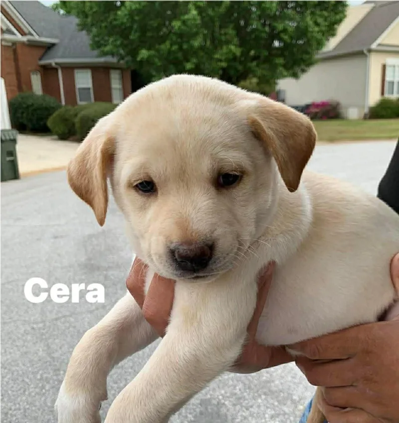 Cera thumbnail 4
