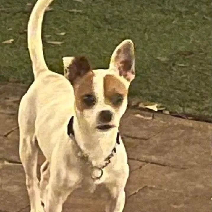 An adult small-sized male White / Cream Jack Russell Terrier dog named Ralphie Arriving D for adoption in Princeton, MN