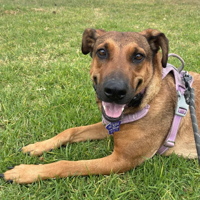 An adult large-sized female Brown / Chocolate Mixed Breed dog named Regina for adoption in San Francisco, CA