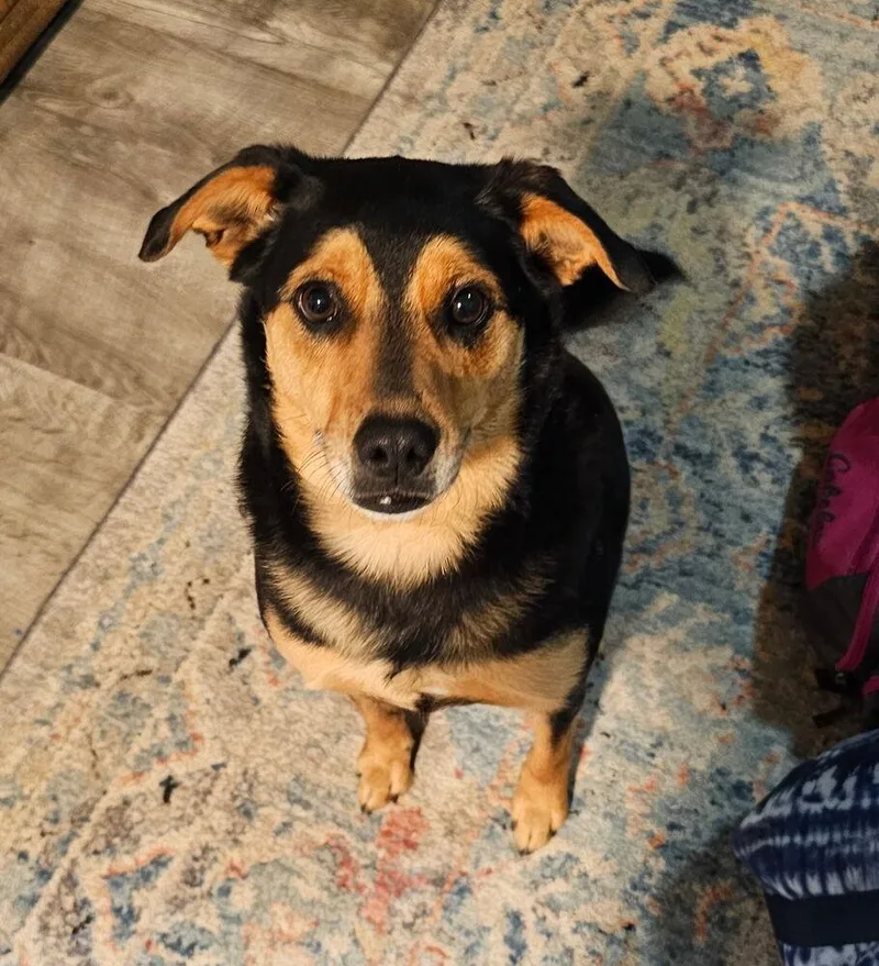 Booboo Bear thumbnail 2