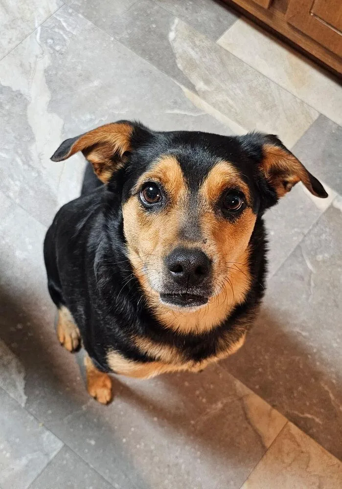 Booboo Bear thumbnail 3