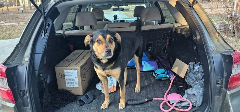 Booboo Bear thumbnail 6