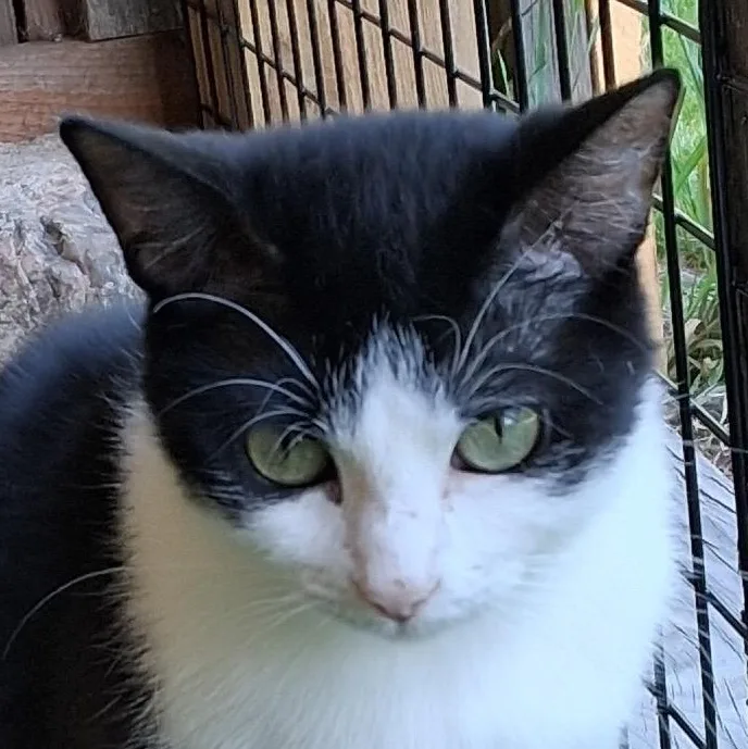 An adult medium-sized female Black Domestic Short Hair cat named Silly for adoption in Grand Rapids, MN