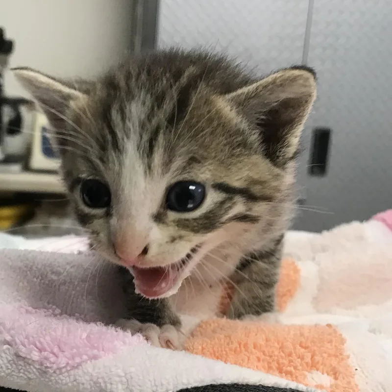 A baby small-sized male Brown / Chocolate Domestic Short Hair cat named Pedro for adoption in Newark, NJ