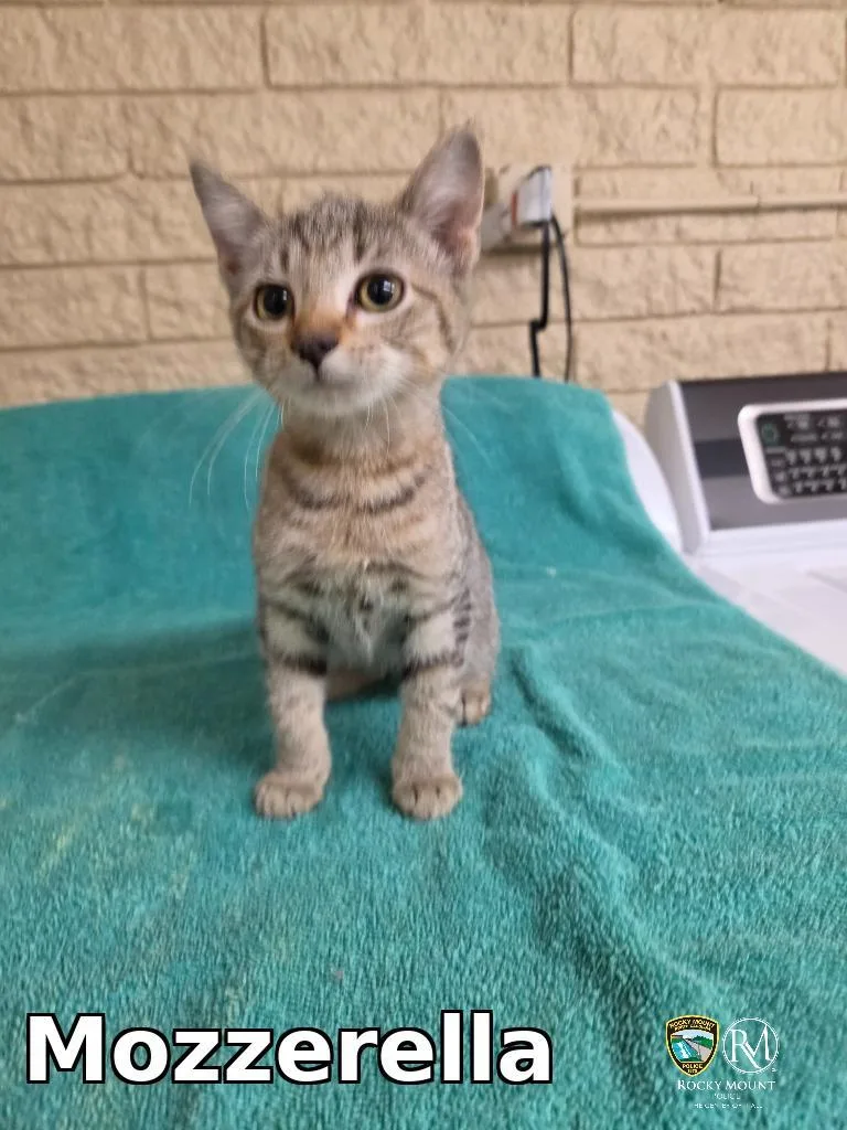 A baby medium-sized male Domestic Short Hair cat named Mozzerella for adoption in Rocky Mount, NC