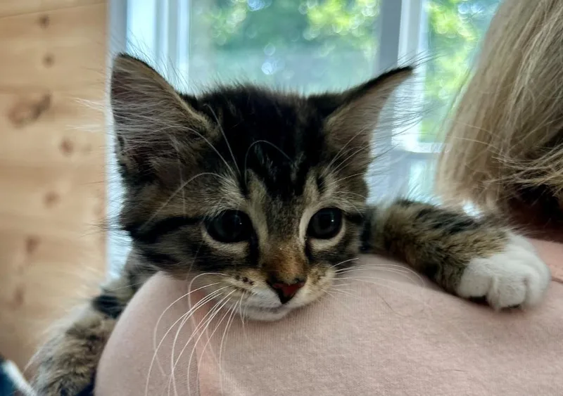 A baby medium-sized female Domestic Medium Hair cat named Kari for adoption in Cumming, GA