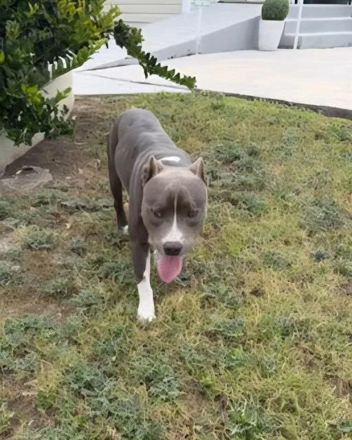 An adult small-sized male American Staffordshire Terrier dog named Max for adoption in San Antonio, TX