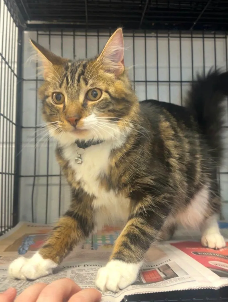A baby large-sized male Domestic Short Hair cat named Quid for adoption in North Kingstown, RI