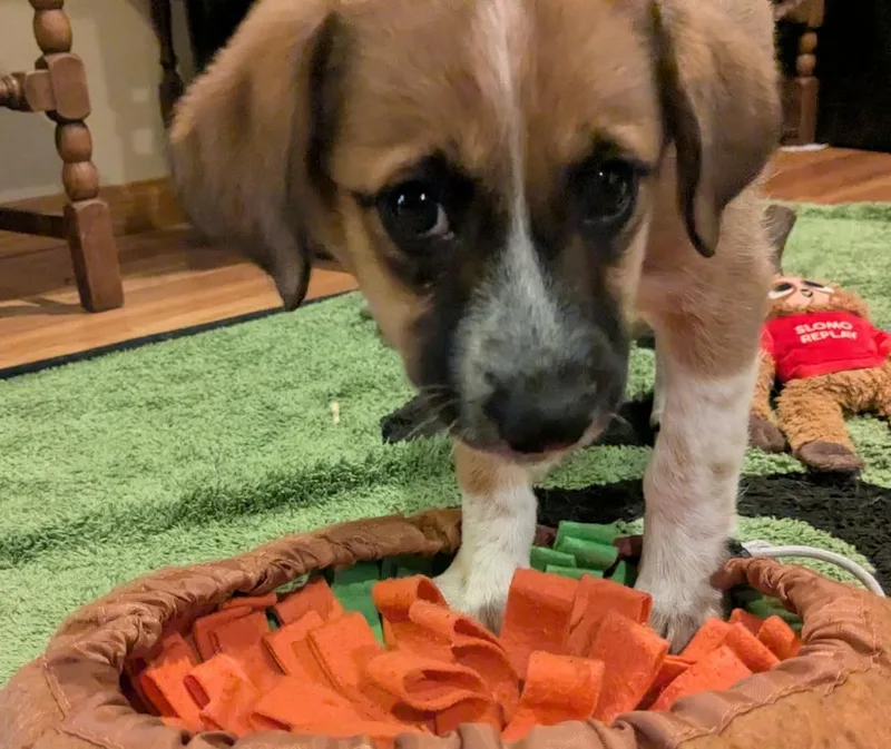 Jellybean thumbnail 2