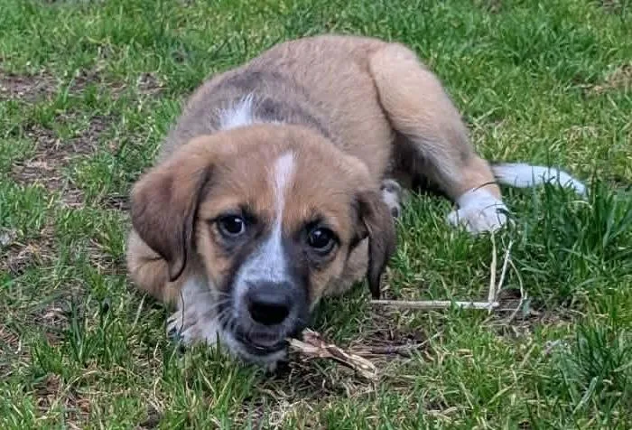 Jellybean thumbnail 4