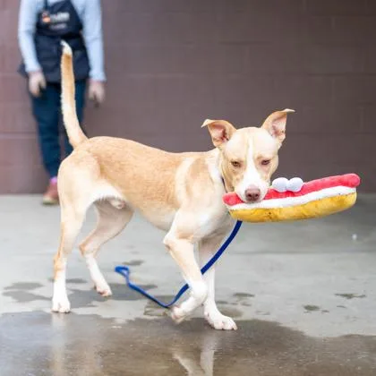 An adult large-sized male Mixed Breed dog named Pathfinder for adoption in Chamblee, GA