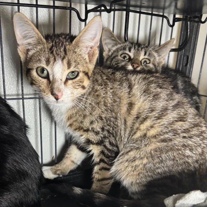 A baby medium-sized female Domestic Short Hair cat named Savannah for adoption in Saginaw, MI