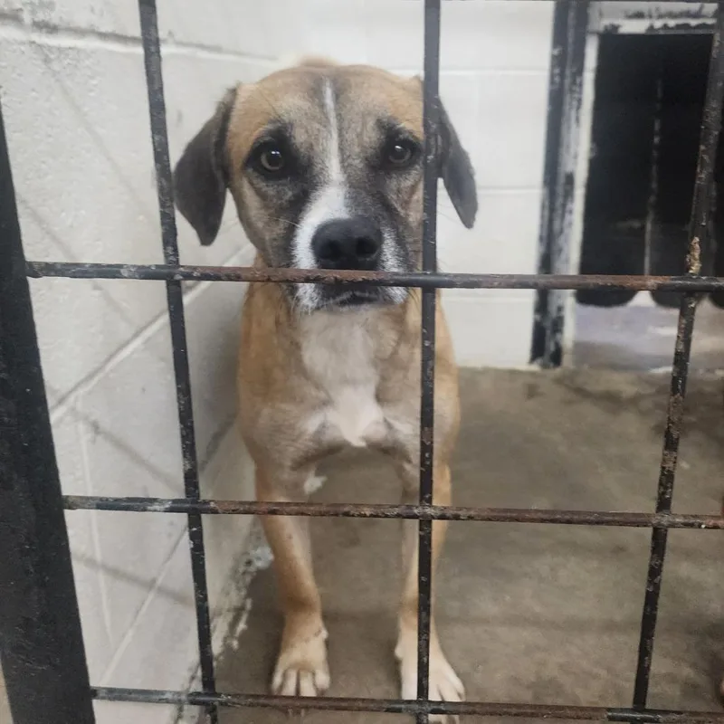 An adult medium-sized male Brown / Chocolate Terrier dog named Chico for adoption in Evensville, TN