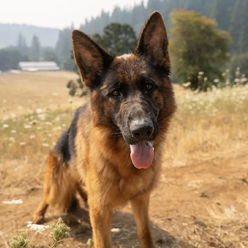 An adult large-sized female German Shepherd Dog dog named Aurora for adoption in Salem, OR