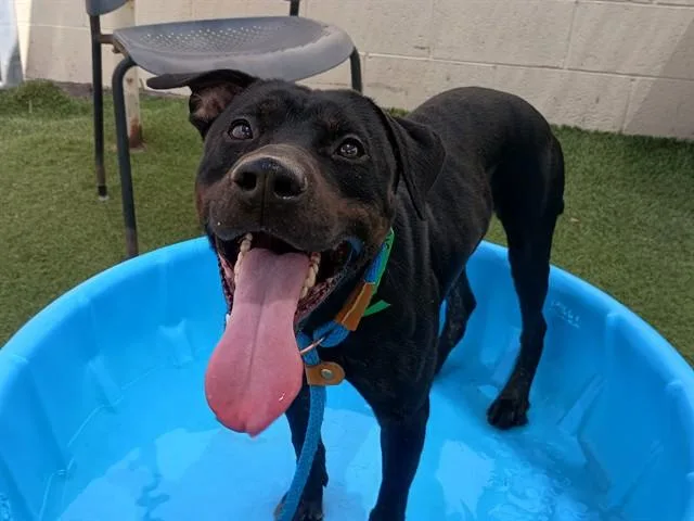 A young large-sized male Pit Bull Terrier dog named Titus for adoption in Mesa, AZ