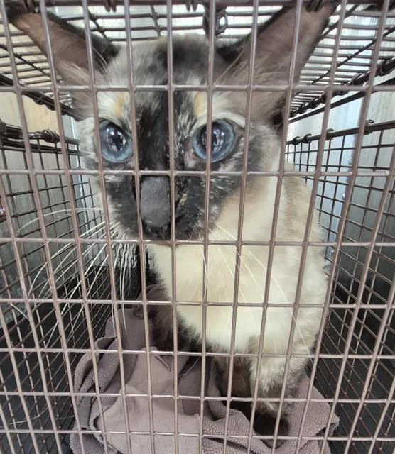 A young small-sized female Siamese cat named Emily for adoption in San Antonio, TX