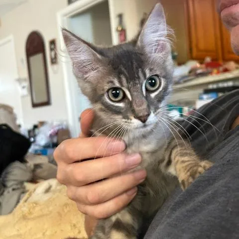 A baby small-sized male Gray / Blue / Silver Domestic Short Hair cat named Spaghetti for adoption in League City, TX