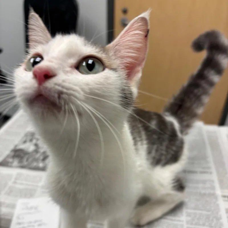 A young small-sized female Domestic Short Hair cat named June for adoption in Jacksonville, FL