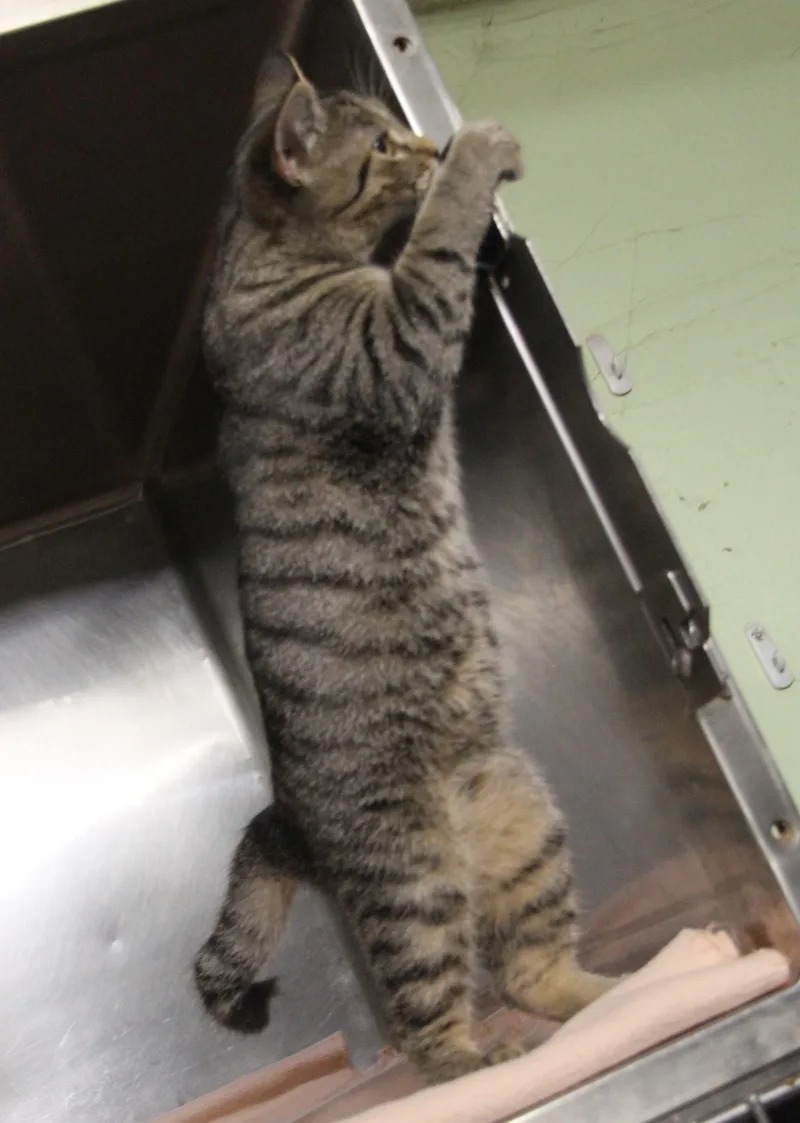A baby medium-sized male Tabby (Brown / Chocolate) Tabby cat named Obtuse for adoption in Marietta, OH