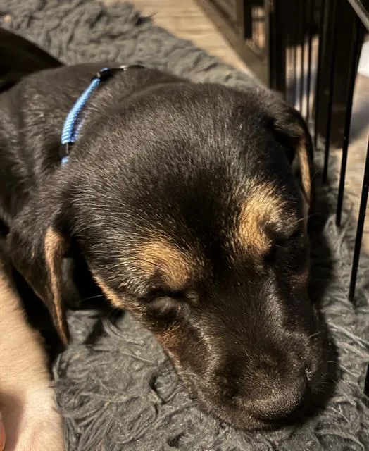 A baby small-sized male Rottweiler dog named Ruff for adoption in Charlotte, NC
