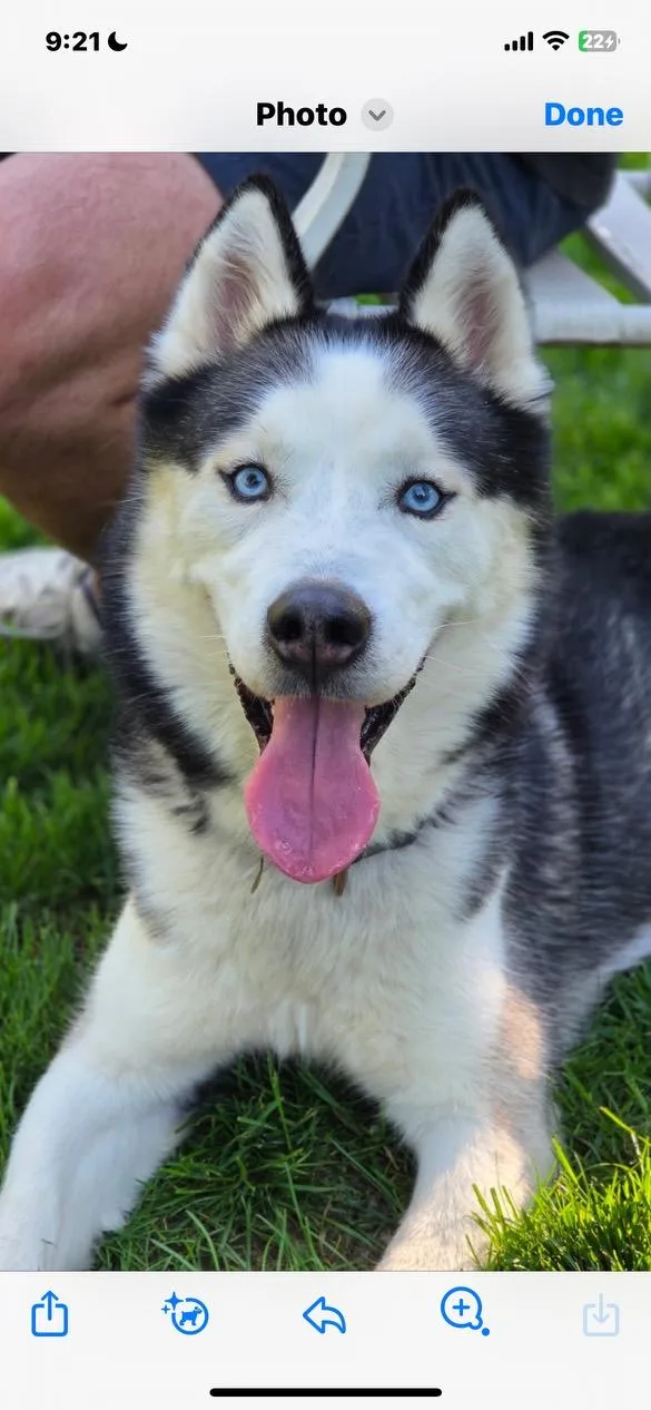 An adult medium-sized male Husky dog named Blue for adoption in Lincoln University, PA