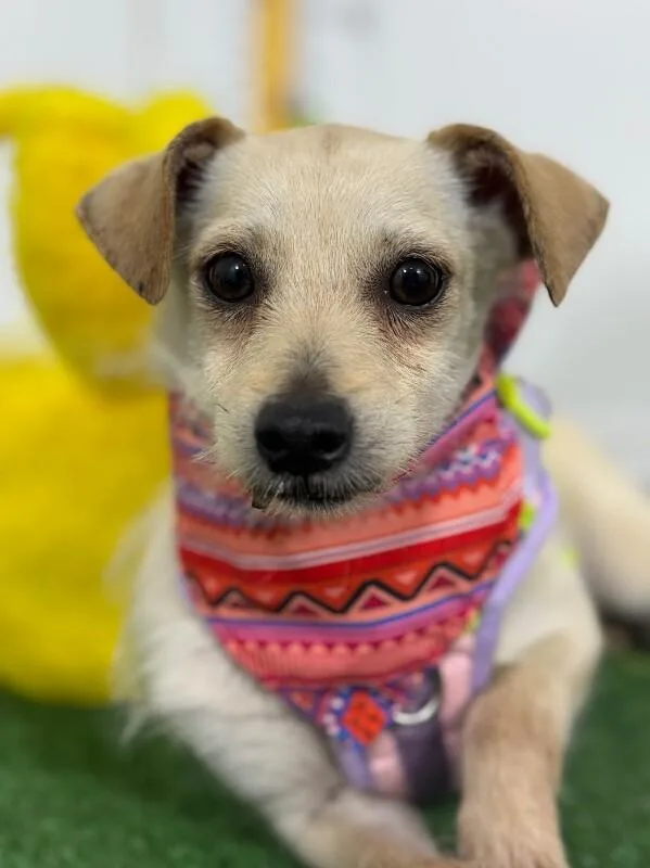 A young small-sized male Yellow / Tan / Blond / Fawn Chihuahua dog named Teo for adoption in Carlsbad, CA