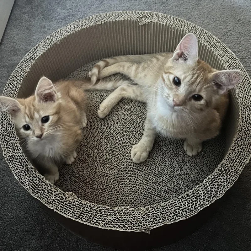 A baby small-sized male Orange / Red Domestic Short Hair cat named Orange Julius for adoption in Chattanooga, TN