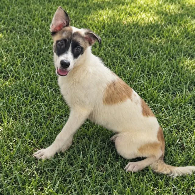 A young medium-sized female German Shepherd Dog dog named Trinity for adoption in Wylie, TX