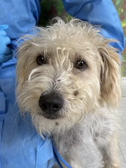An adult medium-sized female Terrier dog named Patricia for adoption in San Antonio, TX