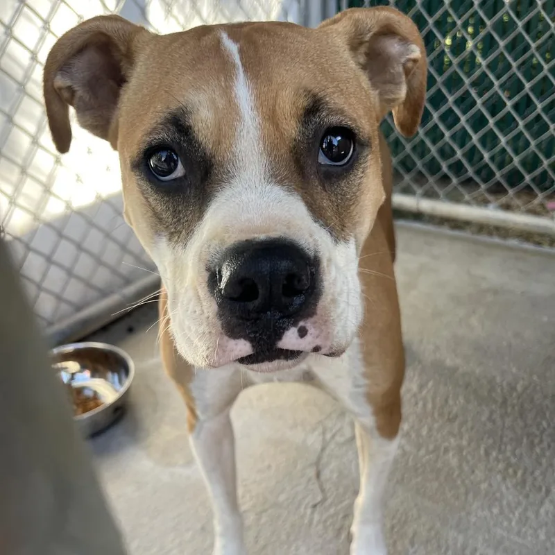 An adult medium-sized female Boxer dog named Roxie for adoption in Mount Gilead, NC