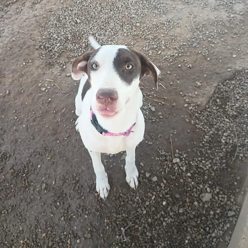 An adult medium-sized female White / Cream Pointer dog named Mary for adoption in Duncan, OK