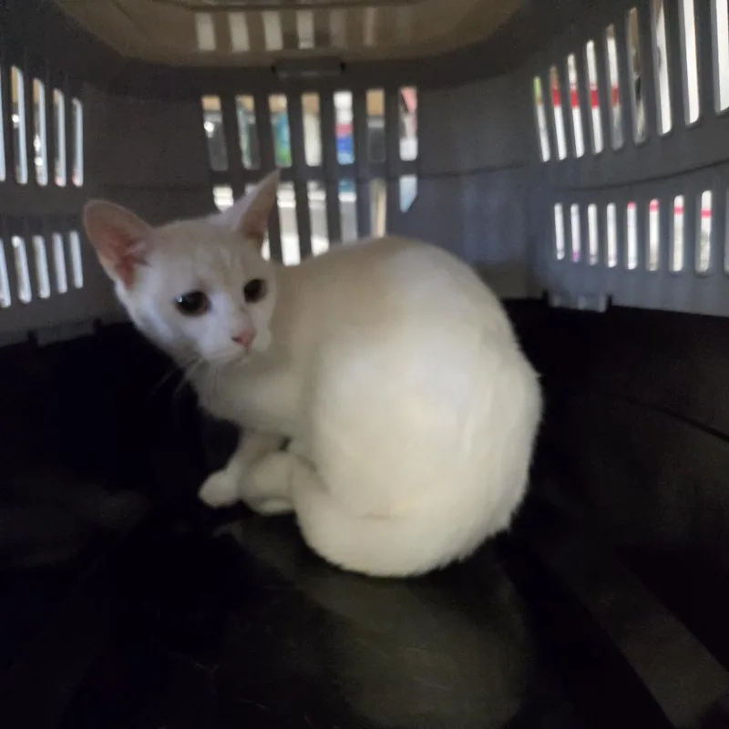 An adult medium-sized female White Domestic Short Hair cat named Yin for adoption in North Myrtle Beach, SC