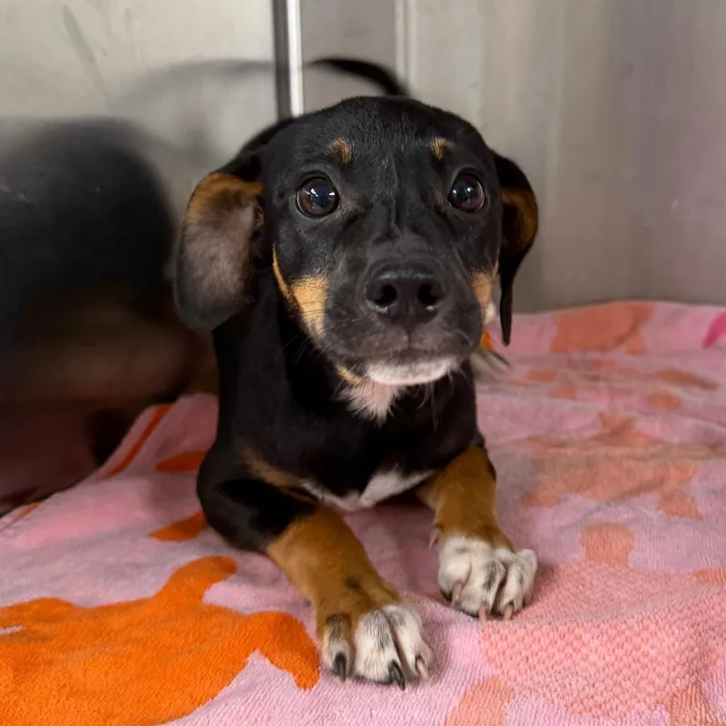 A baby small-sized male Black Miniature Pinscher dog named Jesse for adoption in Stillwater, OK