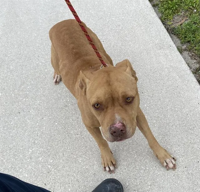An adult medium-sized female Pit Bull Terrier dog named Marge for adoption in Fort Myers, FL