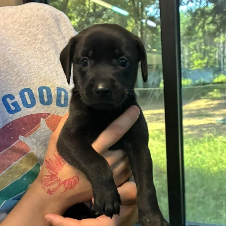 A baby medium-sized female Black Mixed Breed dog named Paloma for adoption in Gadsden, AL