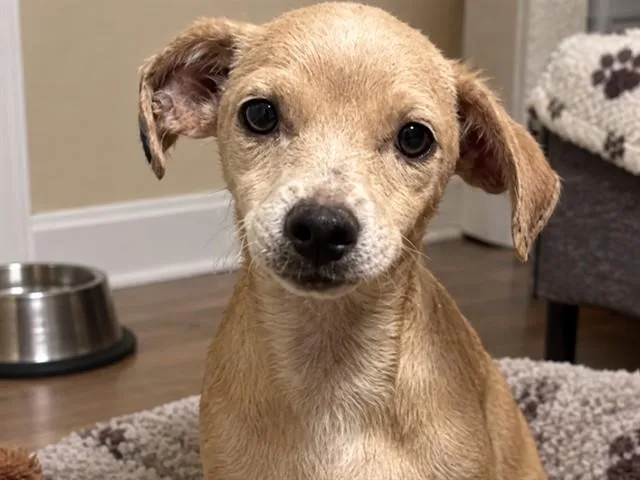 A baby small-sized female Terrier dog named Scarlet Witch for adoption in Palo Alto, CA