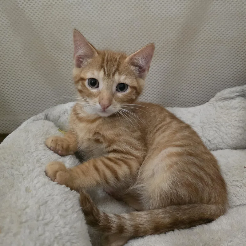 A baby medium-sized male Orange / Red Domestic Short Hair cat named Canyon for adoption in Moriches, NY