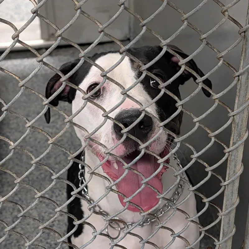 An adult medium-sized female White / Cream Mixed Breed dog named Mikah for adoption in Greenville, SC
