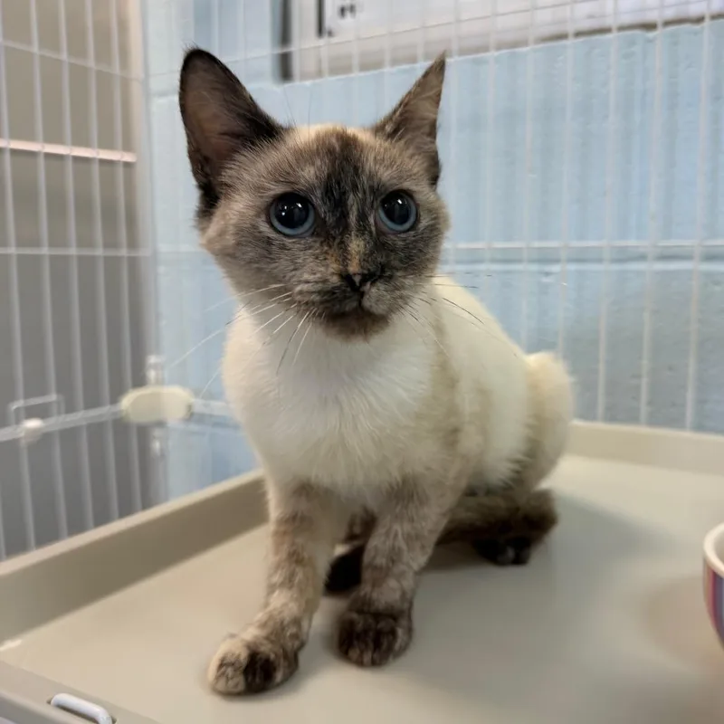 A baby small-sized female Gray / Blue / Silver Domestic Short Hair cat named Toasty for adoption in Carencro, LA