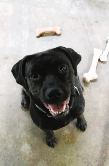 Babe Crate & Potty thumbnail 4