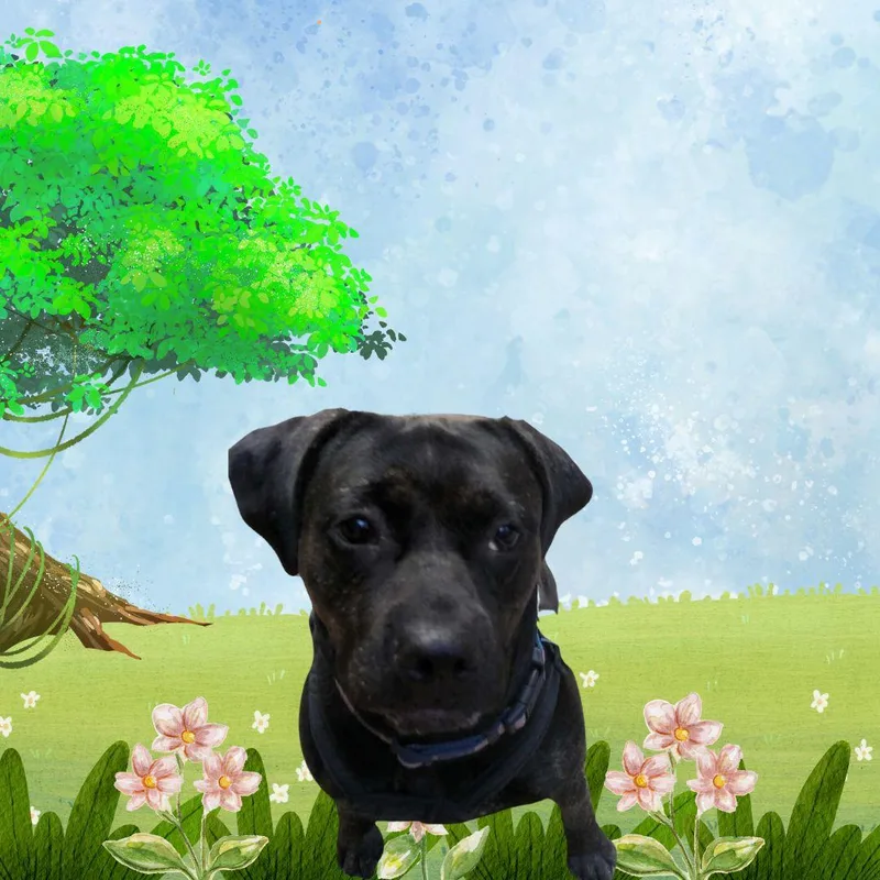 Babe Crate & Potty thumbnail 6